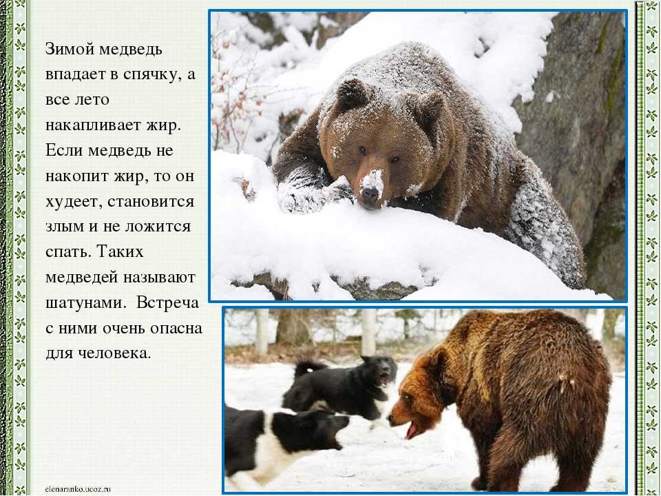 Белый медведь – крупный хищник севера. фото, описание, место обитания, потомство.