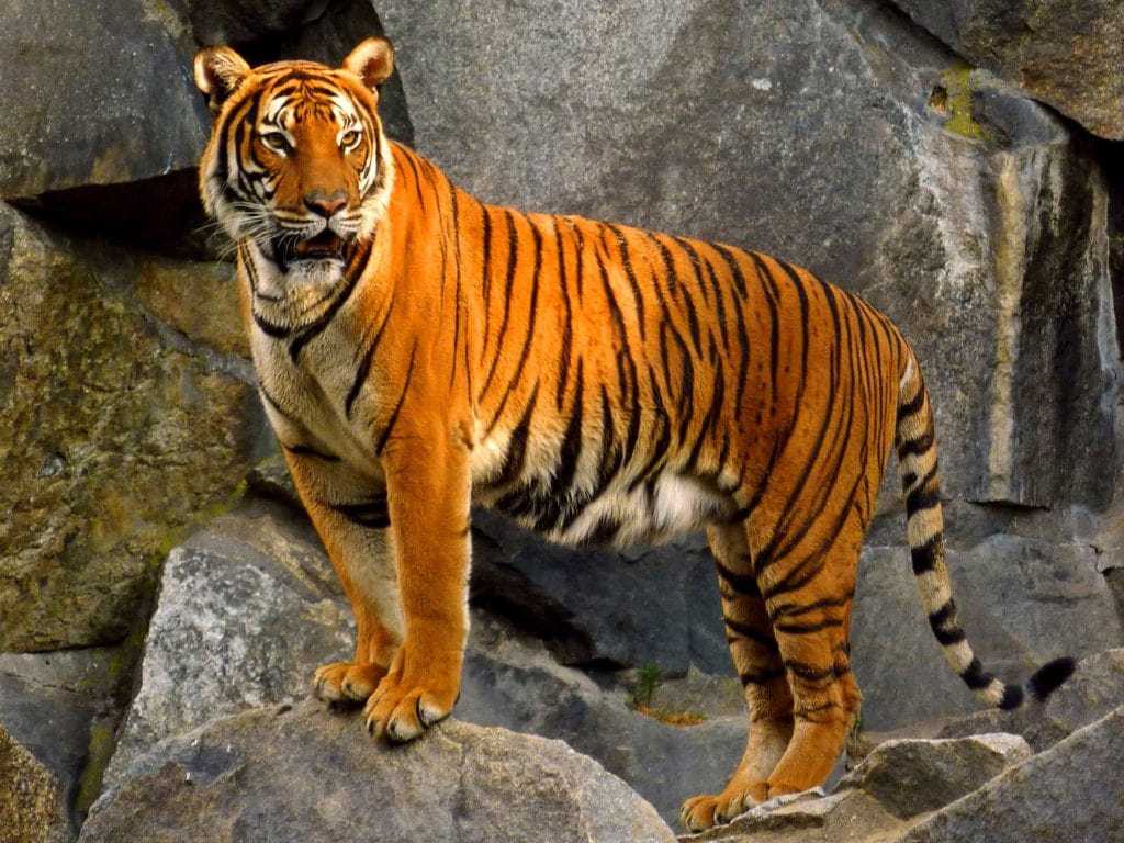 Виды тигров. фото, описание. - удивительный мир животных
