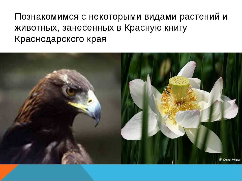 Животные краснодарского края – фото и описание, виды животных, птиц, список