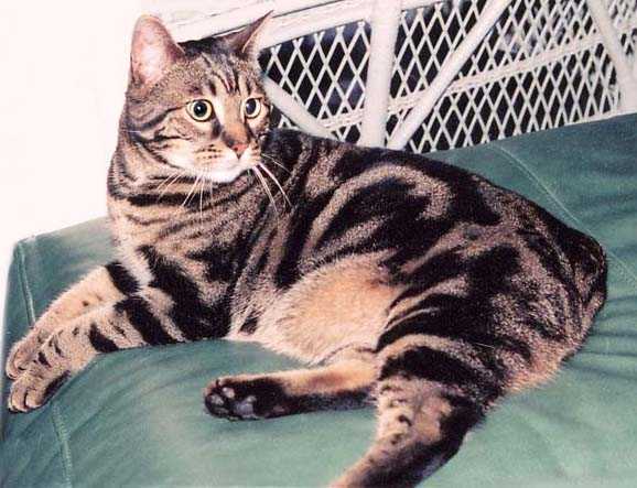 Бенгальская кошка: описание породы и характера, уход и содержание