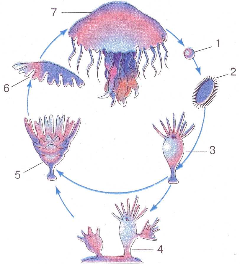 Сколько живут медузы в море