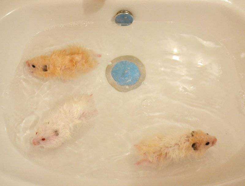 Умеют ли мыши плавать, как крысы плавают в воде?