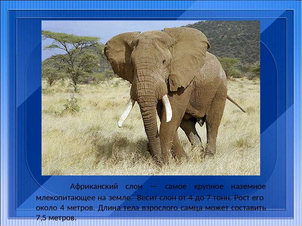 Зоология: почему слоны не летают | публикации | вокруг света