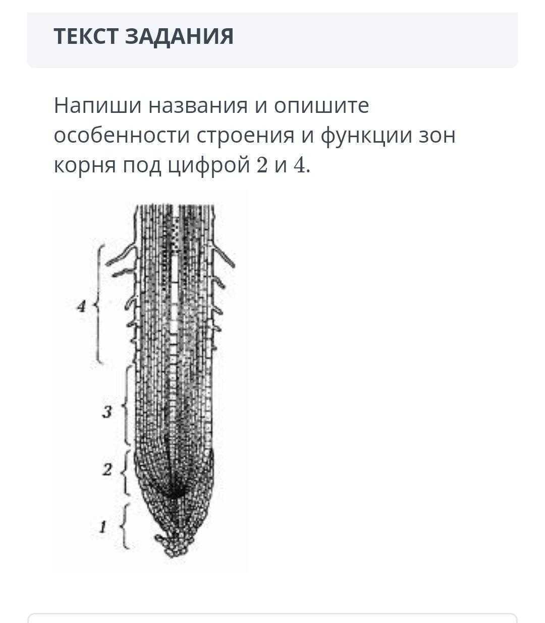 Строение корня растения зоны корня и их функции - tarologiay.ru
