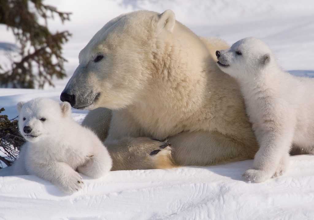 Белый медведь: описание, где живут, чем питается, среда обитания
