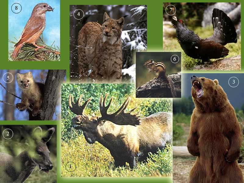 15 самых редких в мире животных :: инфониак