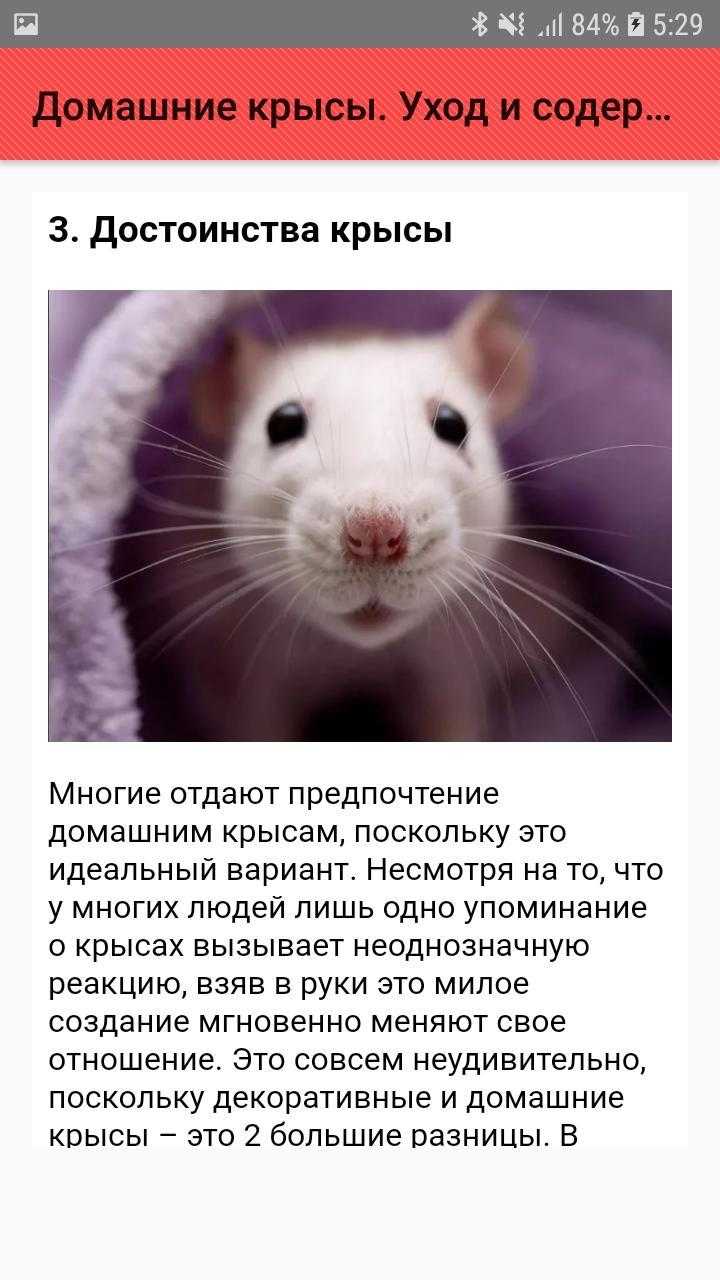 Сколько живут домашние (декоративные) крысы: продолжительность жизни в домашних условиях