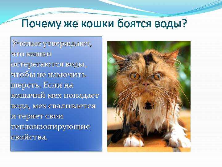 Как искупать кота, если он боится воды – pet-mir.ru