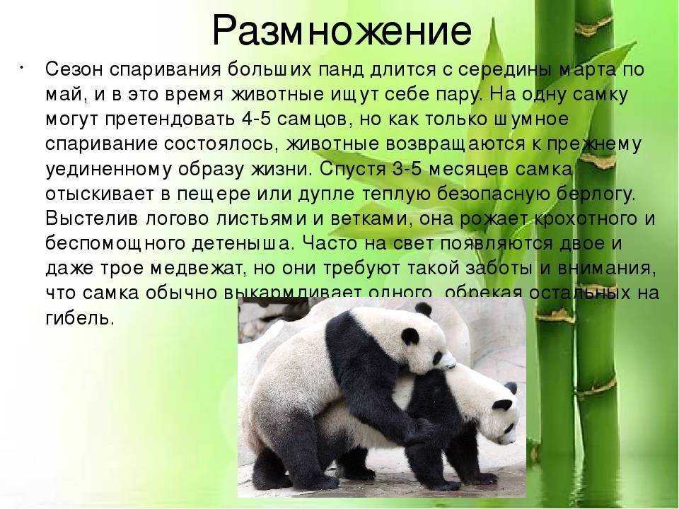 Большая панда — фото, описание, где обитает, чем питается, угрозы