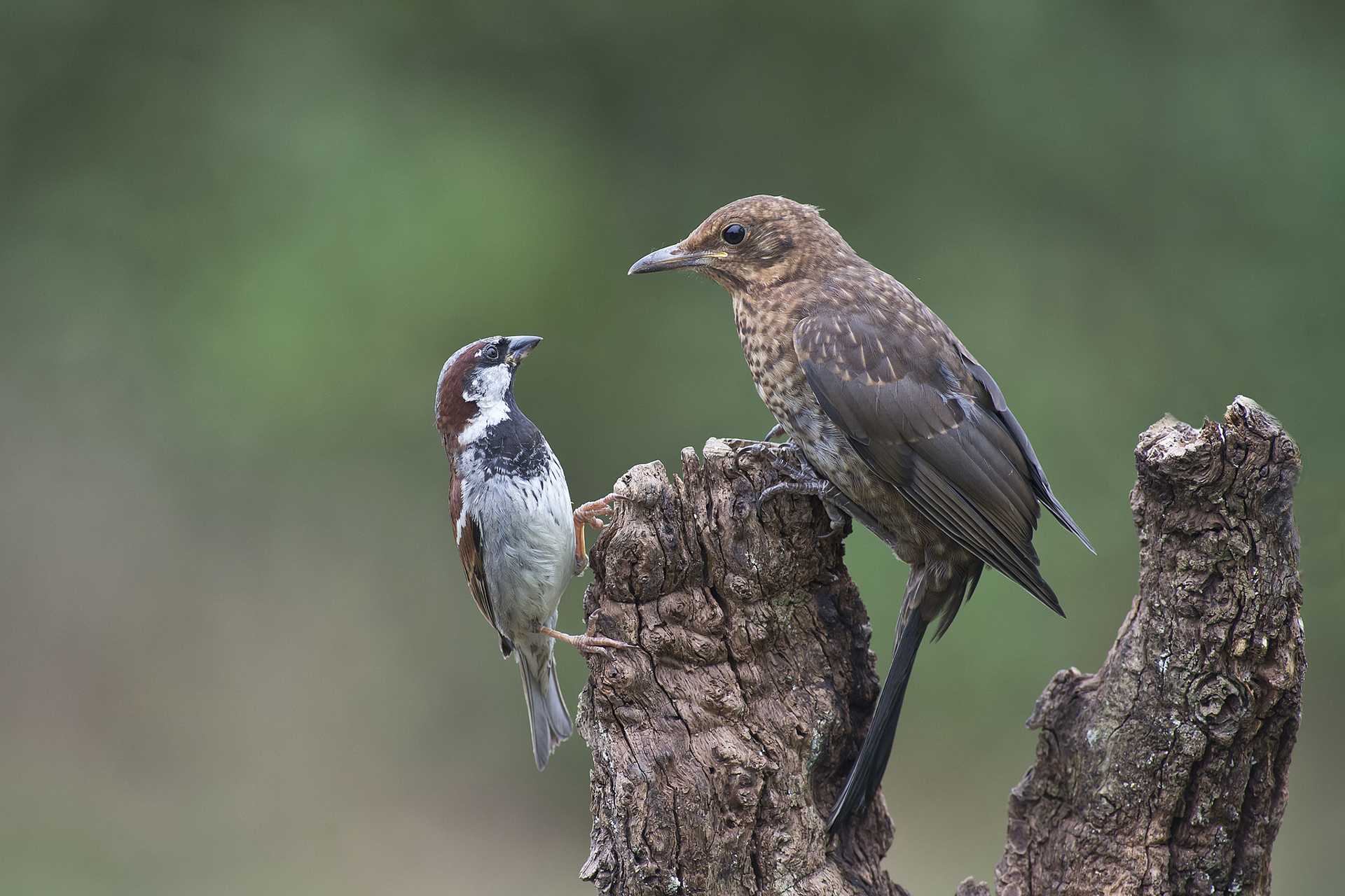 Как научить птиц говорить. какие бывают говорящие птицы ⋆ детский мир