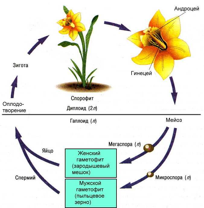 Гаметофит и спорофит в жизненном цикле растений и их особенности