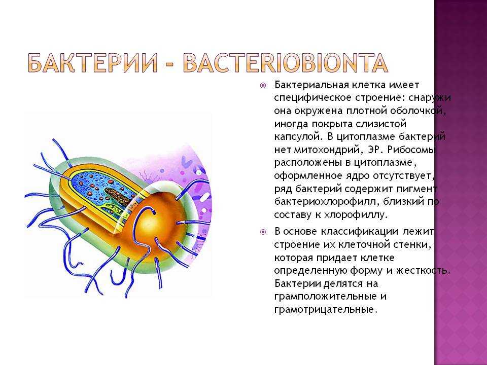 Клетки покрыты плотной. Бактериальная клетка покрыта. Бактериальная клетка имеет. Клетки бактерий имеют. Цитоплазма бактериальной клетки.