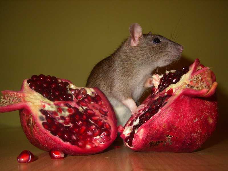 Чем кормить домашнюю крысу, чем питается, что ест крыса