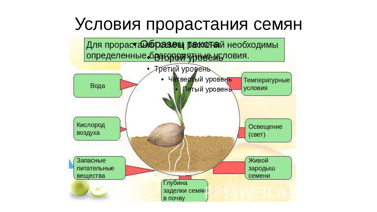 Условия прорастания семян 6 класс