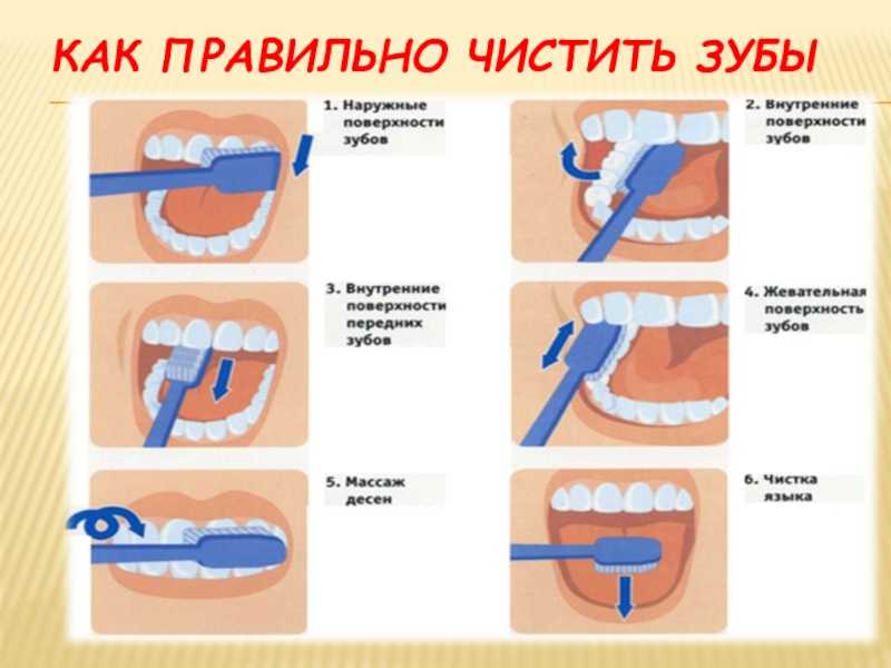Как чистить зубы кошке: 110 фото и видео инструкция эффективной очистки зубов