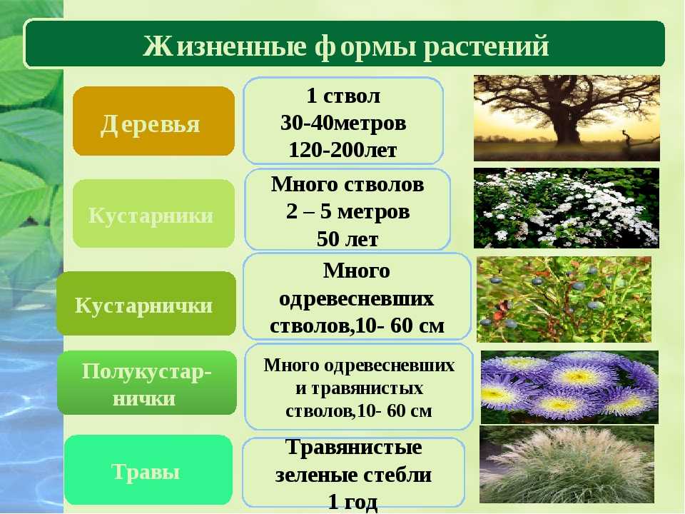 Голосеменные растения - список с примерами и фото, признаки класса, размножение и особенности