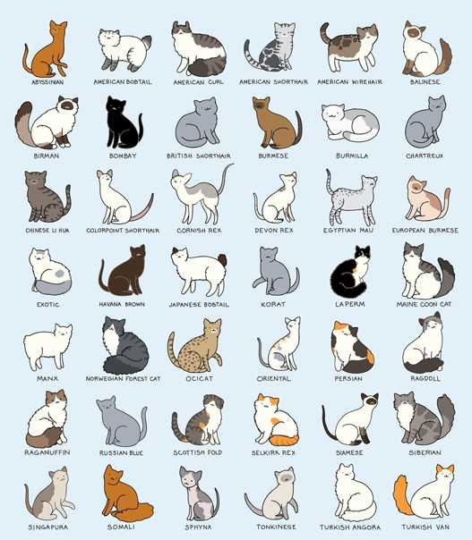 Определить породу кошки, кота или котенка: основные способы