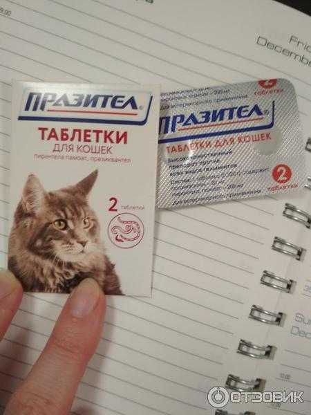 Таблетки "празител" для кошек: инструкция по применению, показания, отзывы :: syl.ru