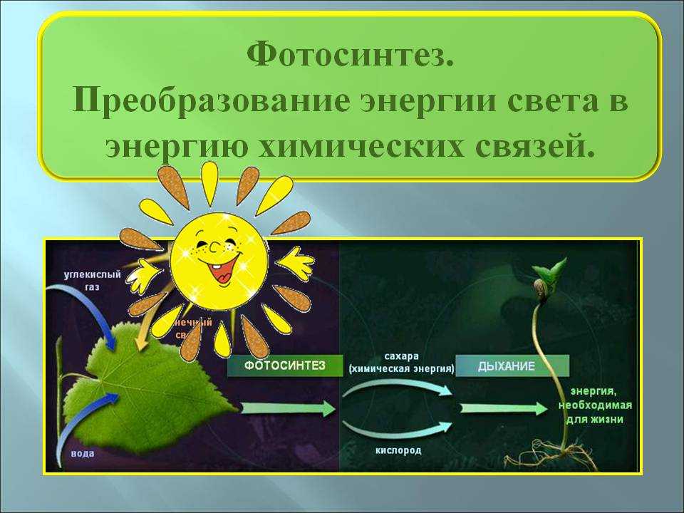 Что такое фотосинтез: что происходит в растении в процессе фотосинтеза, строение хлоропластов - что выделяется в световую и темновую фазу