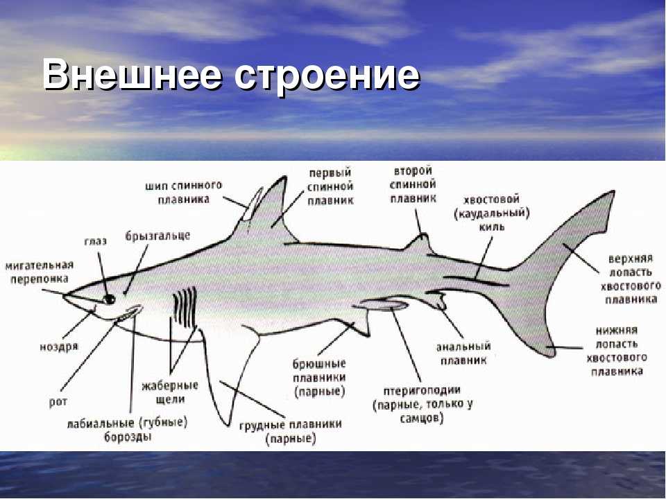 50 интересных фактов о белой акуле ∞ лагуна акул