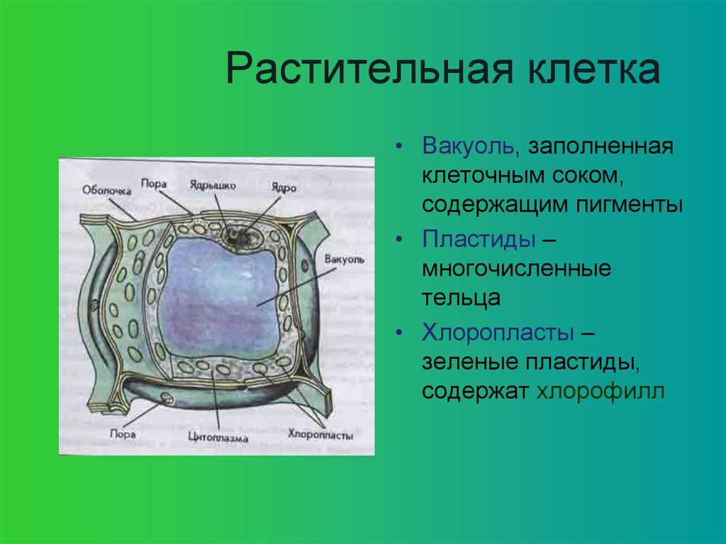 Центральная клетка функции. Вакуоль растительной клетки 5 класс биология. Ядро ядро вакуоли вакуоли. Строение центральной вакуоли растительной клетки. Клетка цитоплазма пластиды вакуоли.