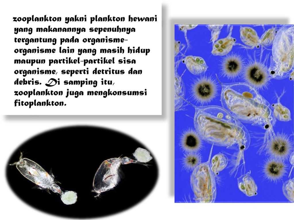 Зоопланктон уровень. Зоопланктон. Зоопланктон и фитопланктон. Зоопланктон характеристика. Планктон характеристика.