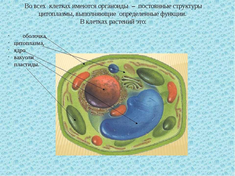 Строение и функции цитоплазмы живой клетки - tarologiay.ru