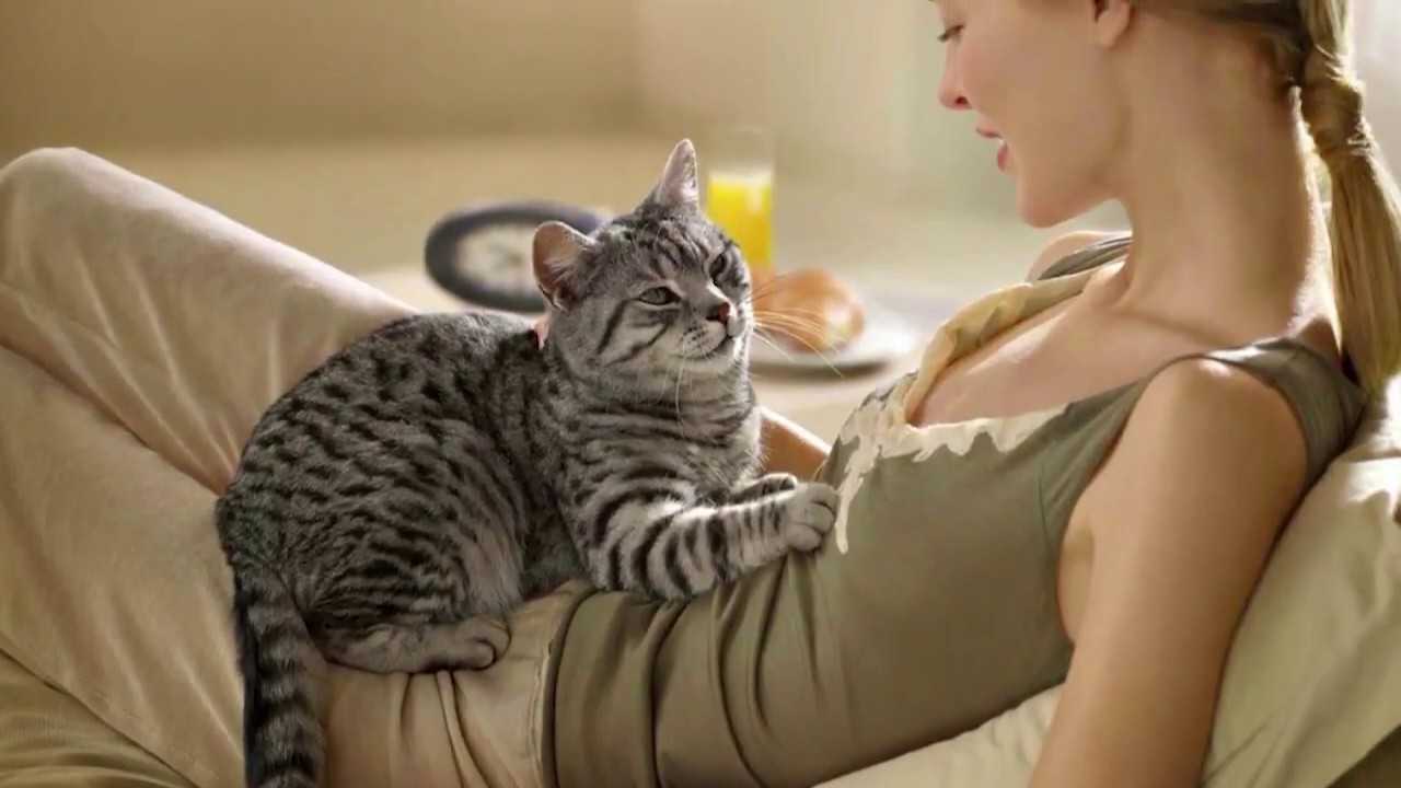 Молочный шаг у кошки: значение, что означает, что это
