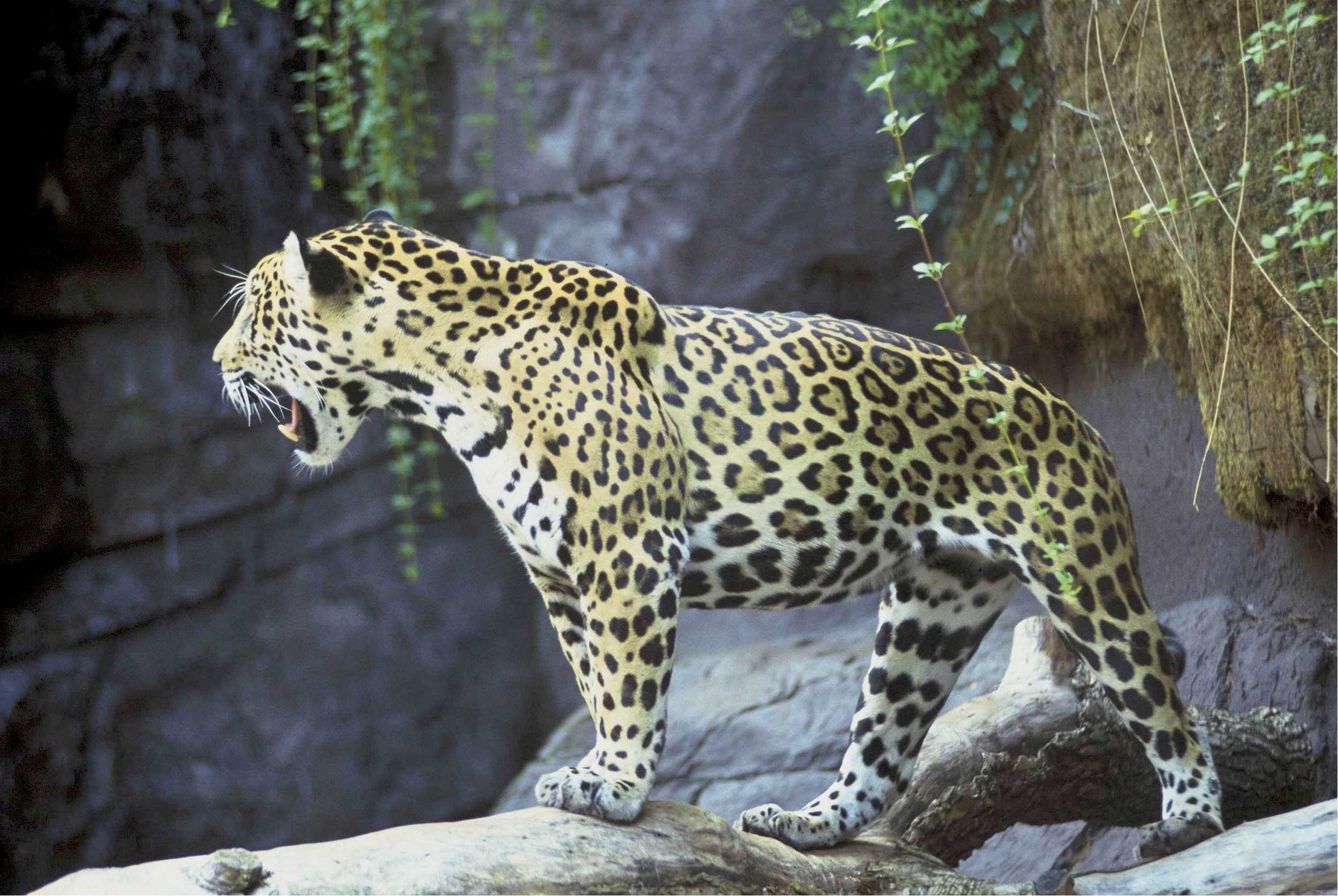 Сколько весит леопард? где живет леопард? описание и образ жизни животного в дикой природе