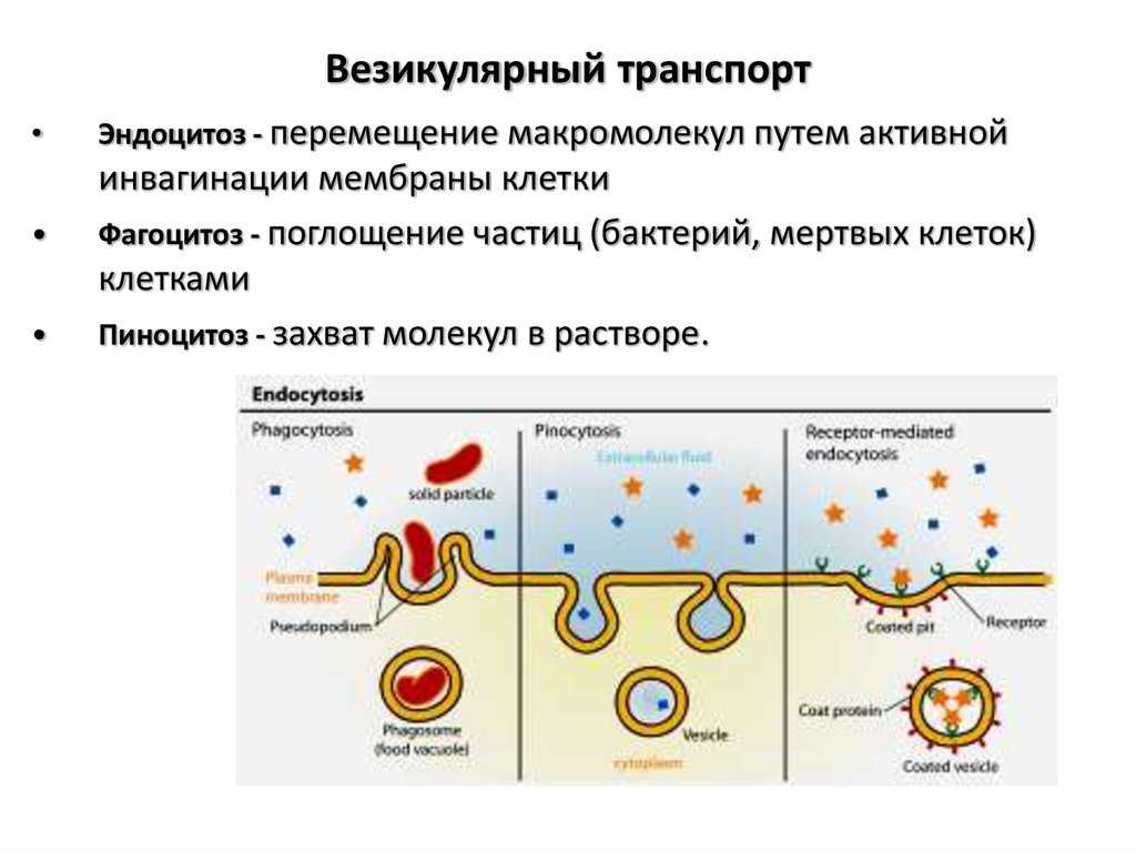 Последовательность эндоцитоза. Эндоцитоз и экзоцитоз. Ламина мембраны клетки. Везикулярный транспорт. Везикулярный транспорт клетки.