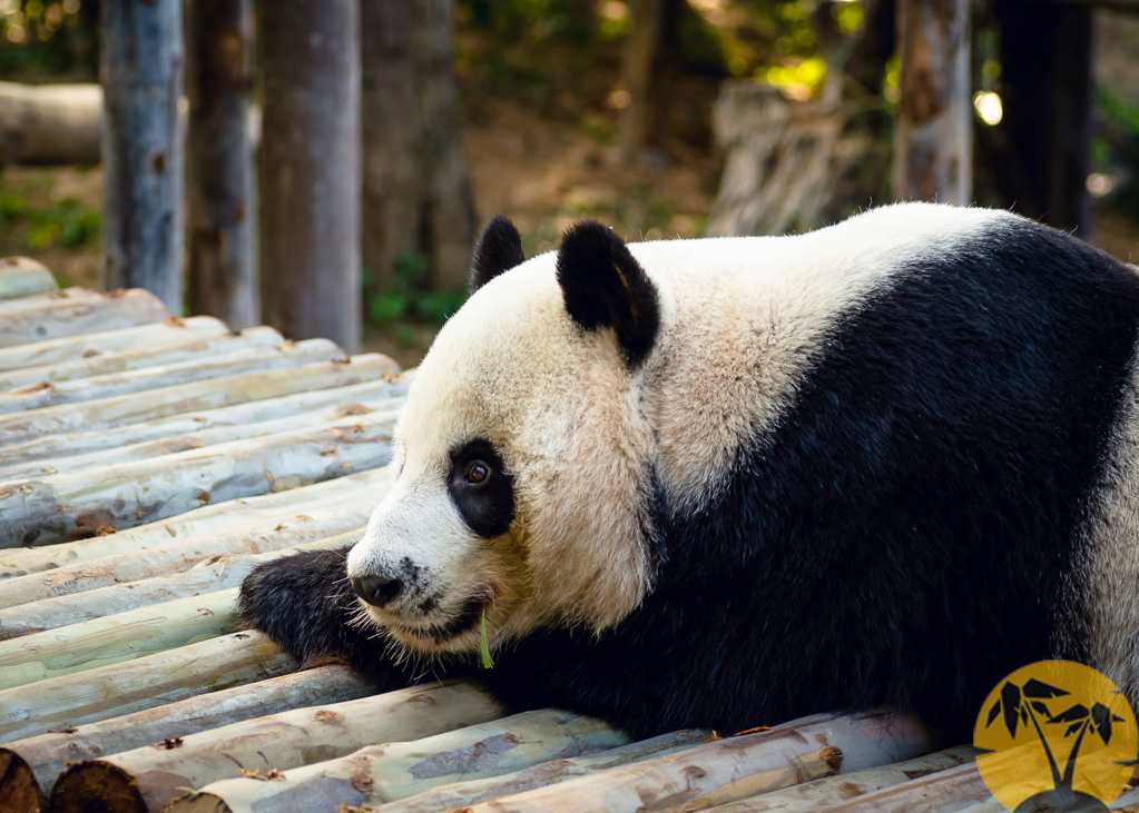 Большая панда живет