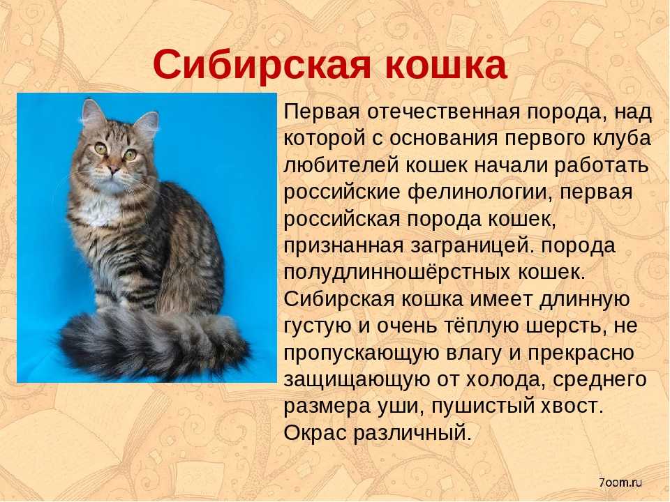 Какие породы кошек самые распространённые в россии. топ-10 самых популярных пород кошек с описанием и фото | inwomen
