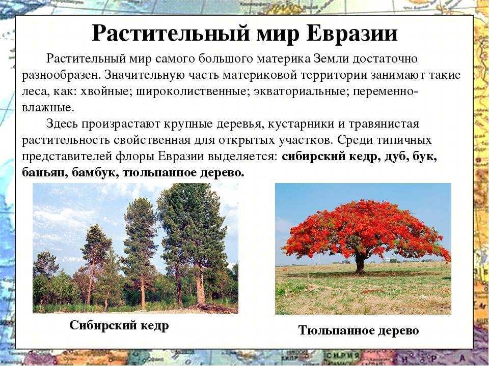 Деревья италии фото и названия | vasque-russia.ru