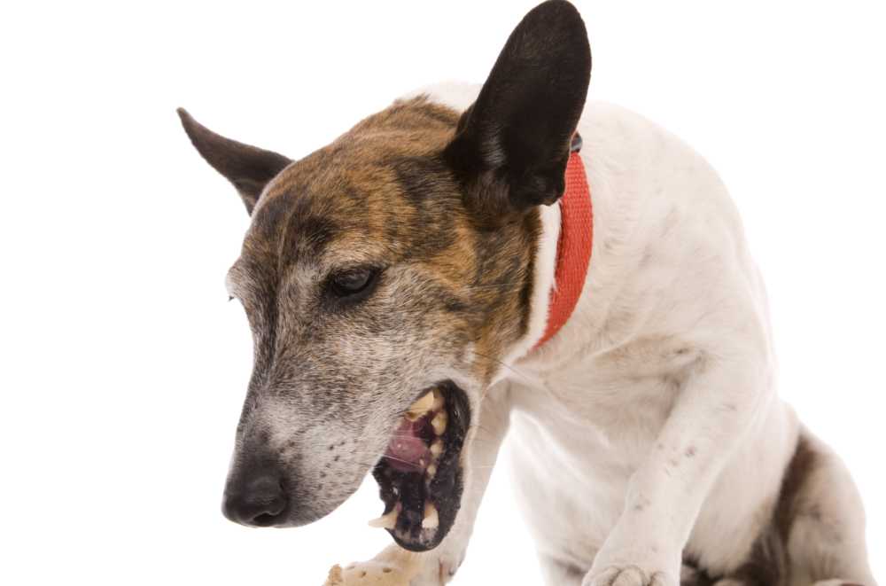 Почему собака чихает и что с этим делать - интересное про собак