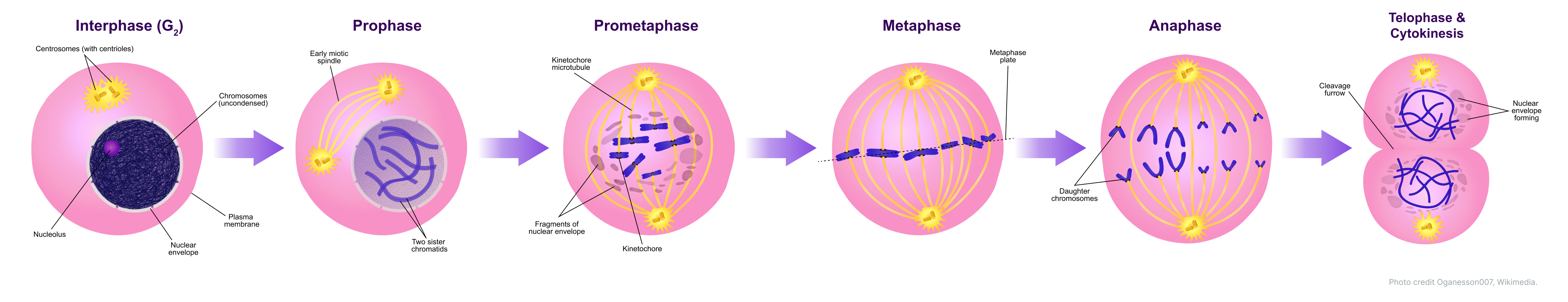 Кариокинез определяется как деление ядра во время М-фазы клеточного цикла до начала деления цитоплазмы Цитокинез, с другой стороны, определяется как деление цитоплазмы во время М-фазы клеточного цикла