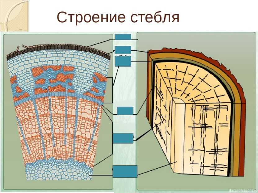 Строение стебля функции и значение стебля для жизни растения - tarologiay.ru