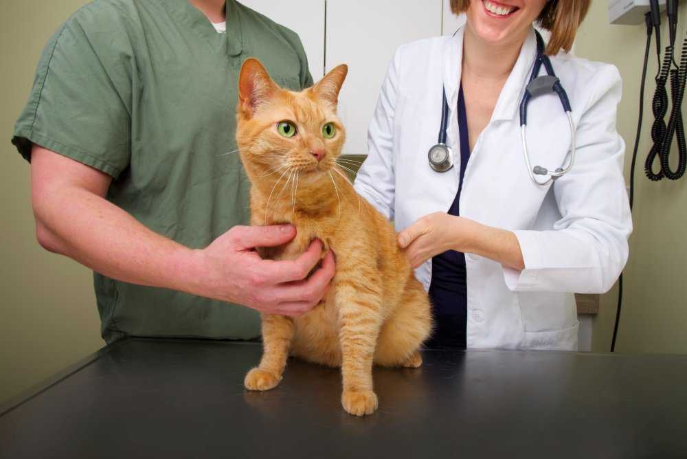 Панкреатит у кота: симптоматика острой и хронической формы, схема лечения