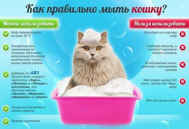 Как купать кошку: пошаговая инструкция процесса чистки шерсти кота