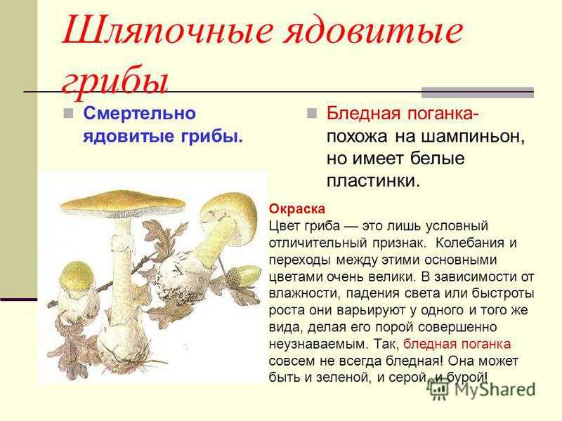 Плесневые грибы - сообщение доклад 5, 7 класс