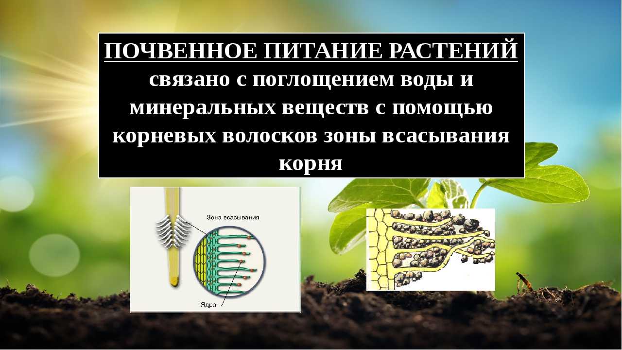 Синонимы термина минеральное питание в ботанике