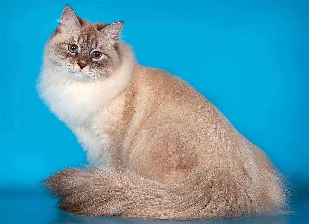 Невская маскарадная кошка, описание породы, фото, характер, окрасы, уход и содержание | zoosecrets