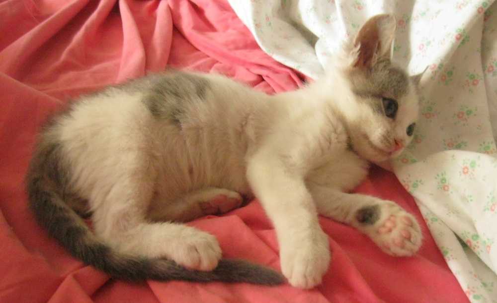 6 причин анемии у кошек - симптомы, лечение, профилактика