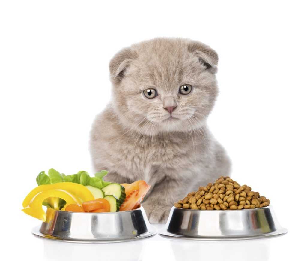 Натуральное питание для кошек: перечень еды и советы ветеринаров