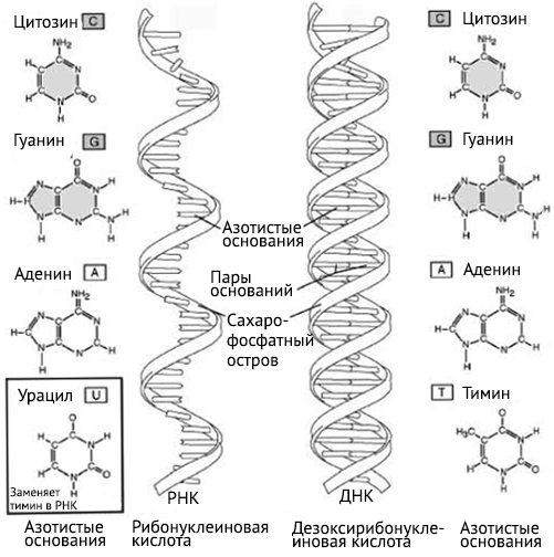 Рнк гуанин цитозин. Аденин Тимин гуанин цитозин пары РНК. Аденин гуанин цитозин Тимин урацил ДНК И РНК задача. Аденин гуанин цитозин Тимин из РНК В ДНК. ДНК И РНК таблица аденин гуанин.
