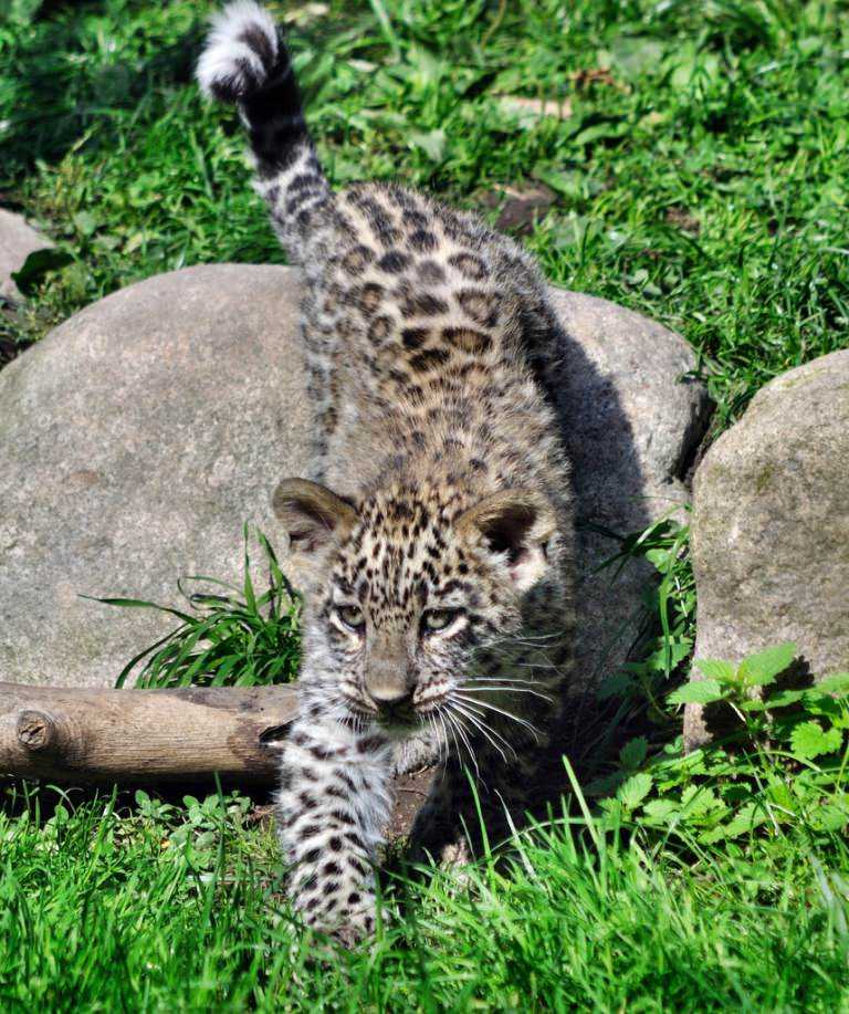 Кто бегает быстрее леопарда ⋆ онлайн-журнал для женщин