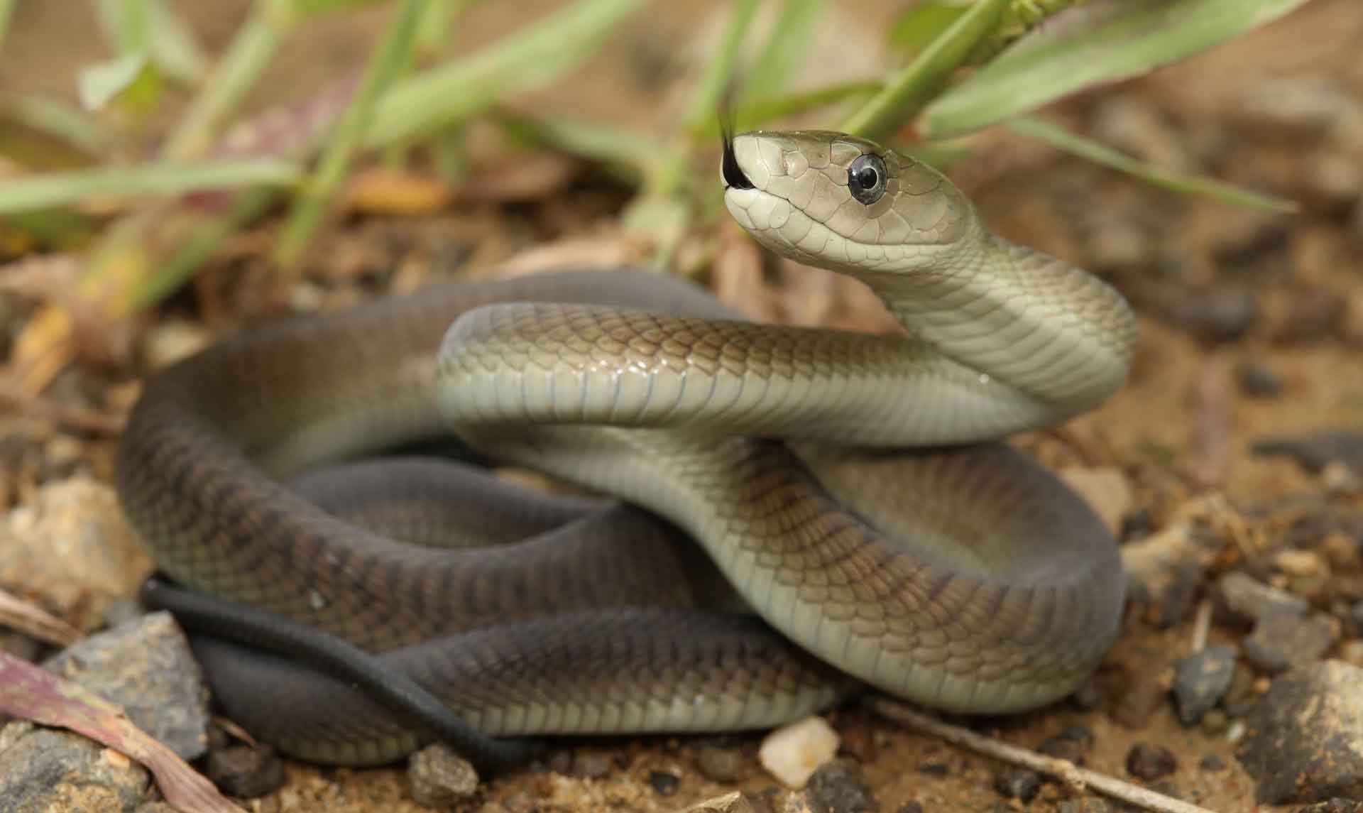 Какая змея самая страшная, опасная, ядовитая, смертоносная, большая? самые опасные змеи в мире, на планете земля: топ-20