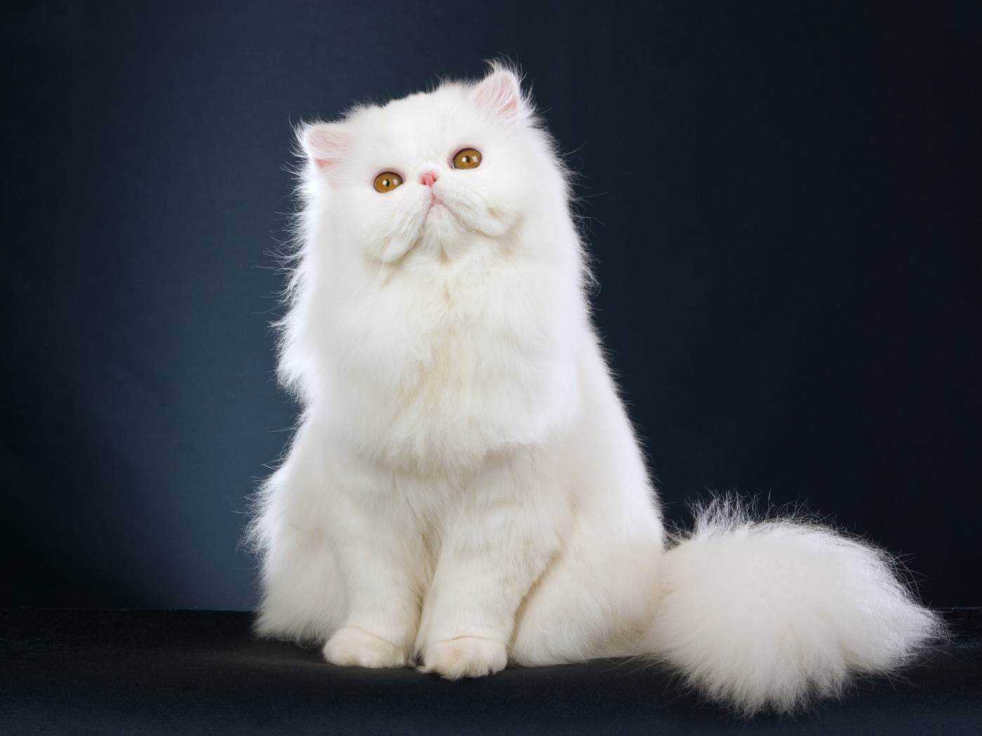Исчерпывающая информация о полосатых кошках Список пород, особенности и цены на котят