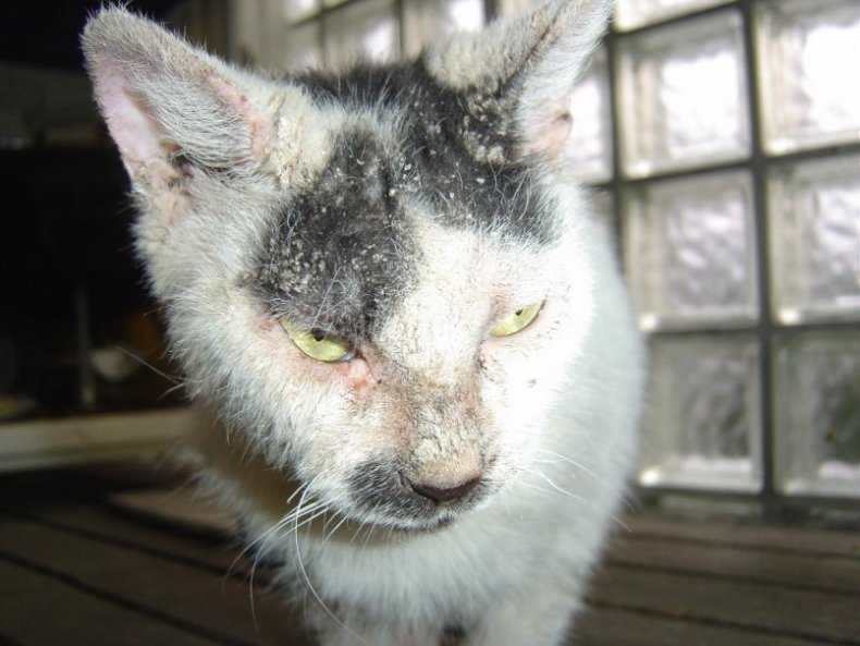 Подкожный клещ у кошек: симптомы и лечение, фото