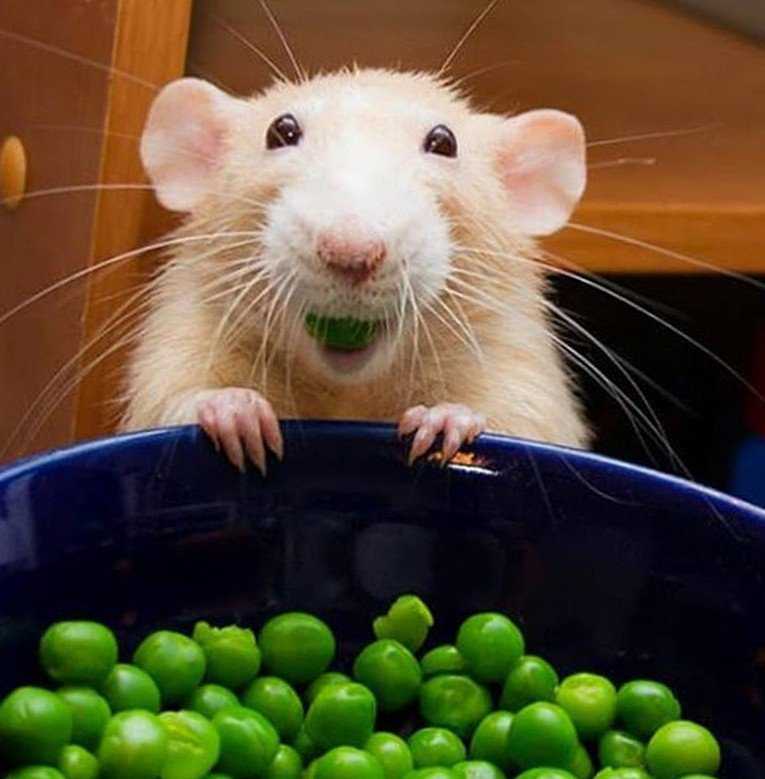 Фрукты и овощи для декоративных крыс
