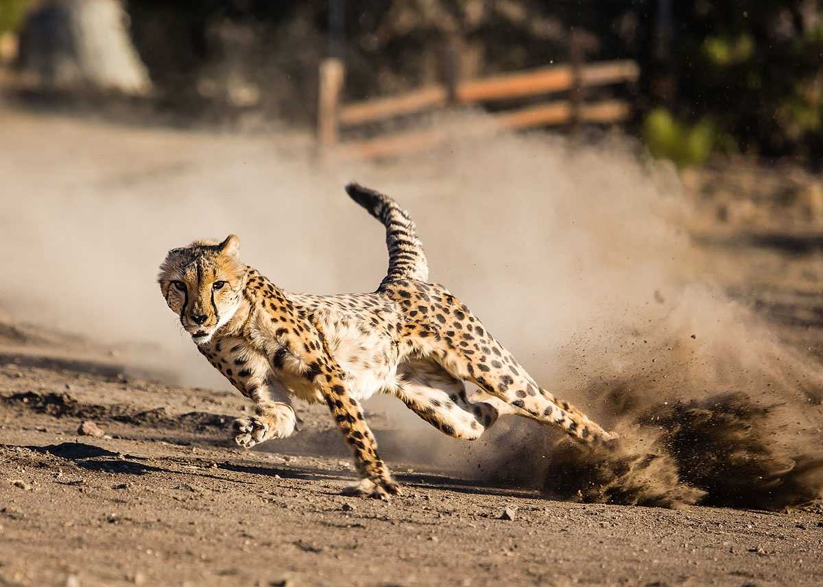ОТВЕТ: По имеющим данным можно сказать, что эти представители семейства кошачьих способны развивать скорость бега около 55-64 км в час